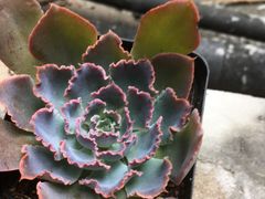 -龙大花卉苗木市场