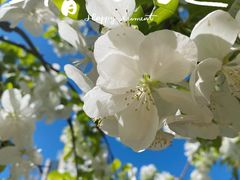 -海棠花溪(元大都城垣遗址公园)