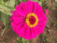 东方普罗旺斯薰衣草庄园-北京东方普罗旺斯薰衣草庄园