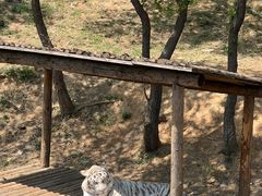 -石家庄市动物园