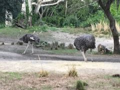 -奥兰多迪士尼动物王国乐园