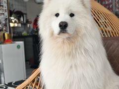 -星多哈·狗咖·拼豆·咖啡
