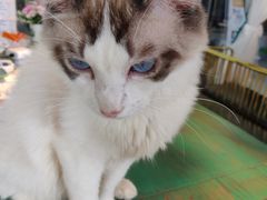 -喵喵咪呀布偶猫咖(春熙路店)