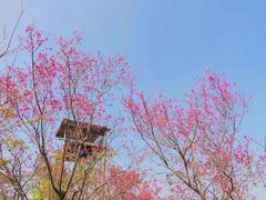 -天适樱花悠乐园