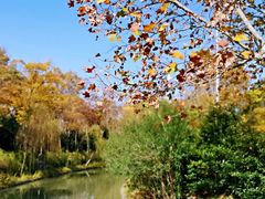 -泰州凤城河风景区-泰山公园