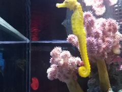 -暹罗海洋世界