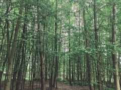 -桤木河湿地公园