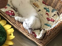 -糯米喵星人总部直营旗舰店·猫舍·幼猫出售