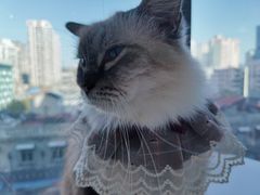 -怪兽屋·羊驼·猫咖·狗咖(俊华广场店)