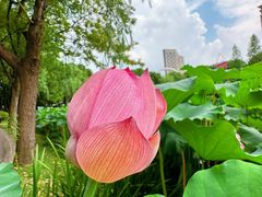 -陈家山荷花公园