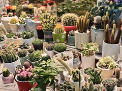 -双季花艺园艺市场(浦东店)