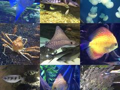 -迪拜水族馆及水下动物园