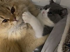 -翊宠yipet猫狗购宠庄园犬舍•猫舍