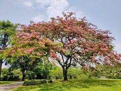 -中国科学院西双版纳热带植物园