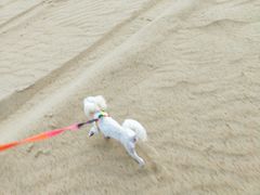 -库伦旗银沙湾旅游景区