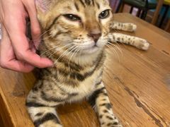 -猫小院猫主题咖啡厅(北锣店)