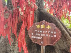 -蔡家宅