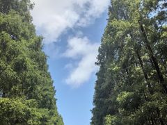 -黄海国家森林公园