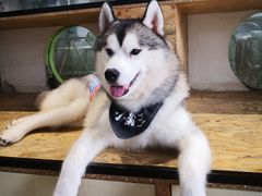 -Husky Go! 哈士奇体验馆·宠物咖啡厅狗咖