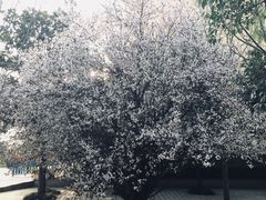 -龙裕山庄烤全羊