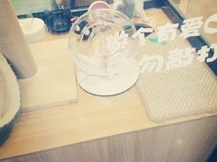 -袖虎宠物·金渐层缅因猫舍(灵芝店)