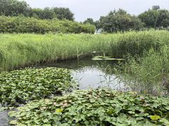 -翠湖国家城市湿地公园