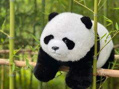 -成都大熊猫繁育研究基地