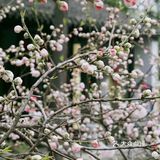 五丁包,肴肉,干丝,个顶个地巧夺天工,精心调味