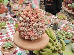 -呀路古热带植物园