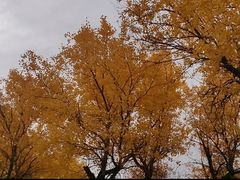 -金塔沙漠胡杨林景区