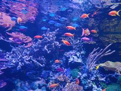 -西雅图水族馆