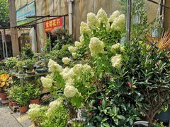 -金陵花卉交易市场