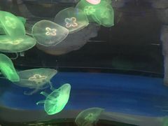 -泉城欧乐堡海洋极地世界