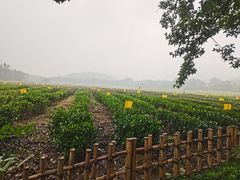 -中国茶叶博物馆(双峰馆区)