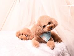 -读宠于你·约克夏比熊·睫角守宫·爬宠售卖(高新店)