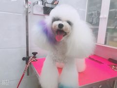 -宠屋宠物美容店