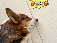 -美联众合动物医院·24h京西诊疗中心