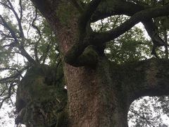 -新安江山水画廊风景区