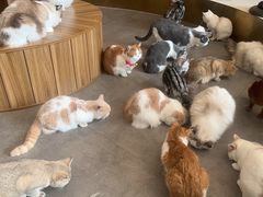 -飞行喵MR PILOT|猫舍·猫咖(静安大融城店)