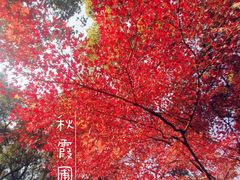-秋霞圃