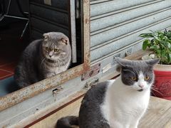 -华星冰室(湾仔店)