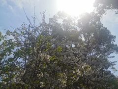 -南山植物园