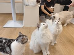 -有喵·猫咖·狗咖·30几只猫10只小狗(岗厦店)
