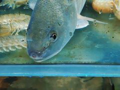 -吕氏疙瘩汤·私家菜馆(慈云寺店)