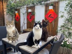 -喵屿·大理花园猫咖