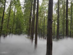 -黄海国家森林公园