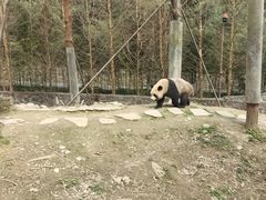 -都江堰中华大熊猫苑