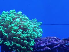 -石家庄极地海洋世界