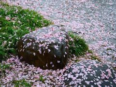 -高东镇樱花园