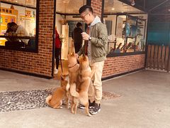 -柴犬高等学院·狗咖·柴犬售卖·宠物训练